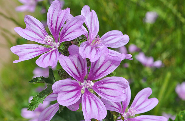 マローブルーの花