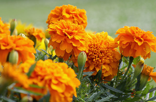 マリーゴールドの花