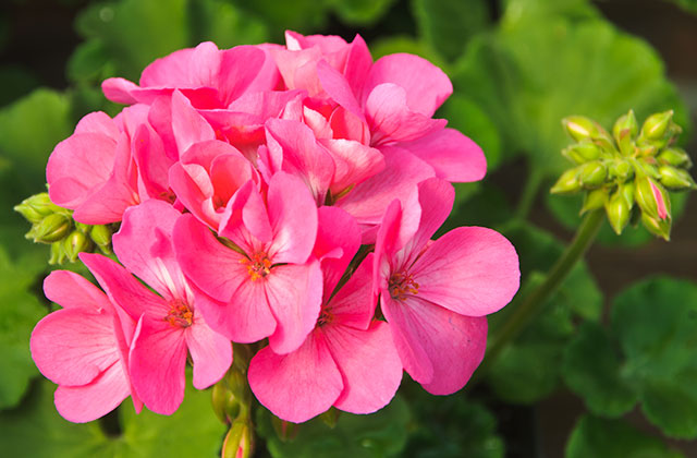 ゼラニウムの花
