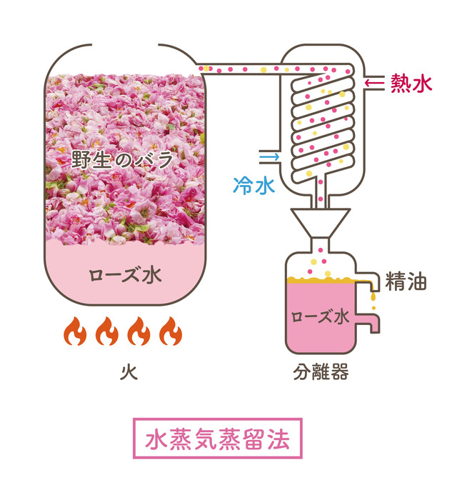 水蒸気蒸留法の工程図:野生のバラを熱水と冷水で蒸留し、精油とローズ水に分離する